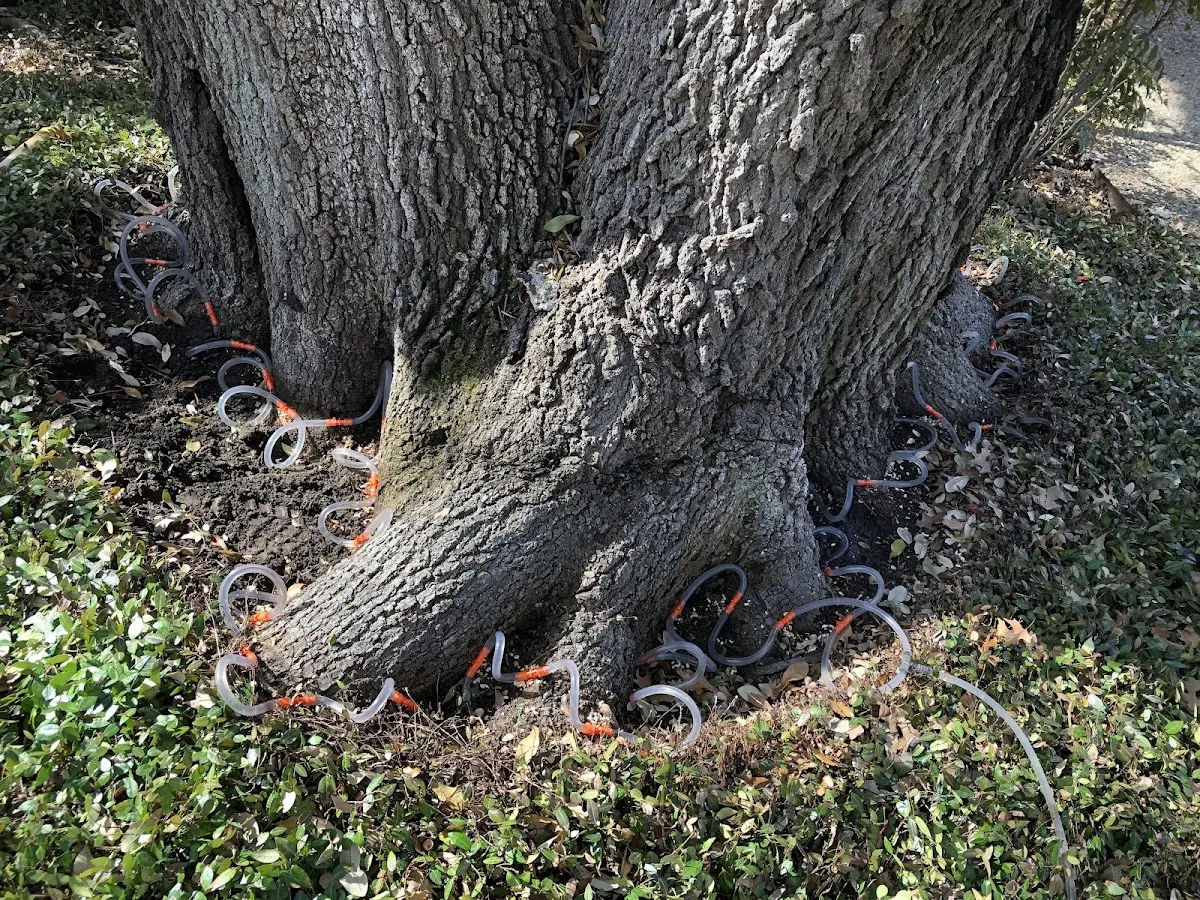 Detailed Shrub and Hedge Trimming job site in Leon