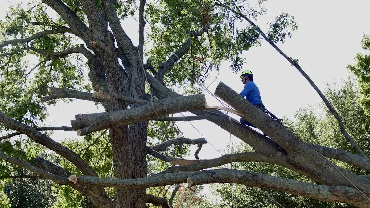 Professional Hazardous Tree Removal performed by certified arborists in Leon