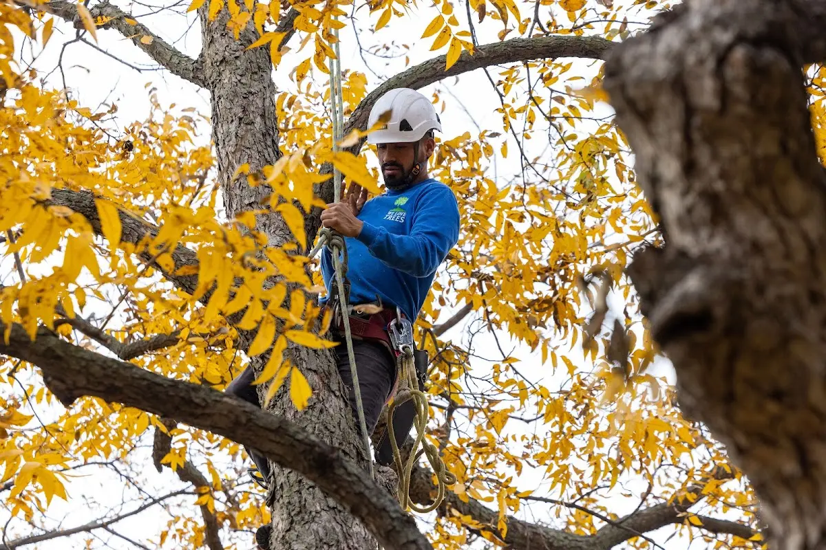 Skilled Dead Tree Removal crew working in Leon